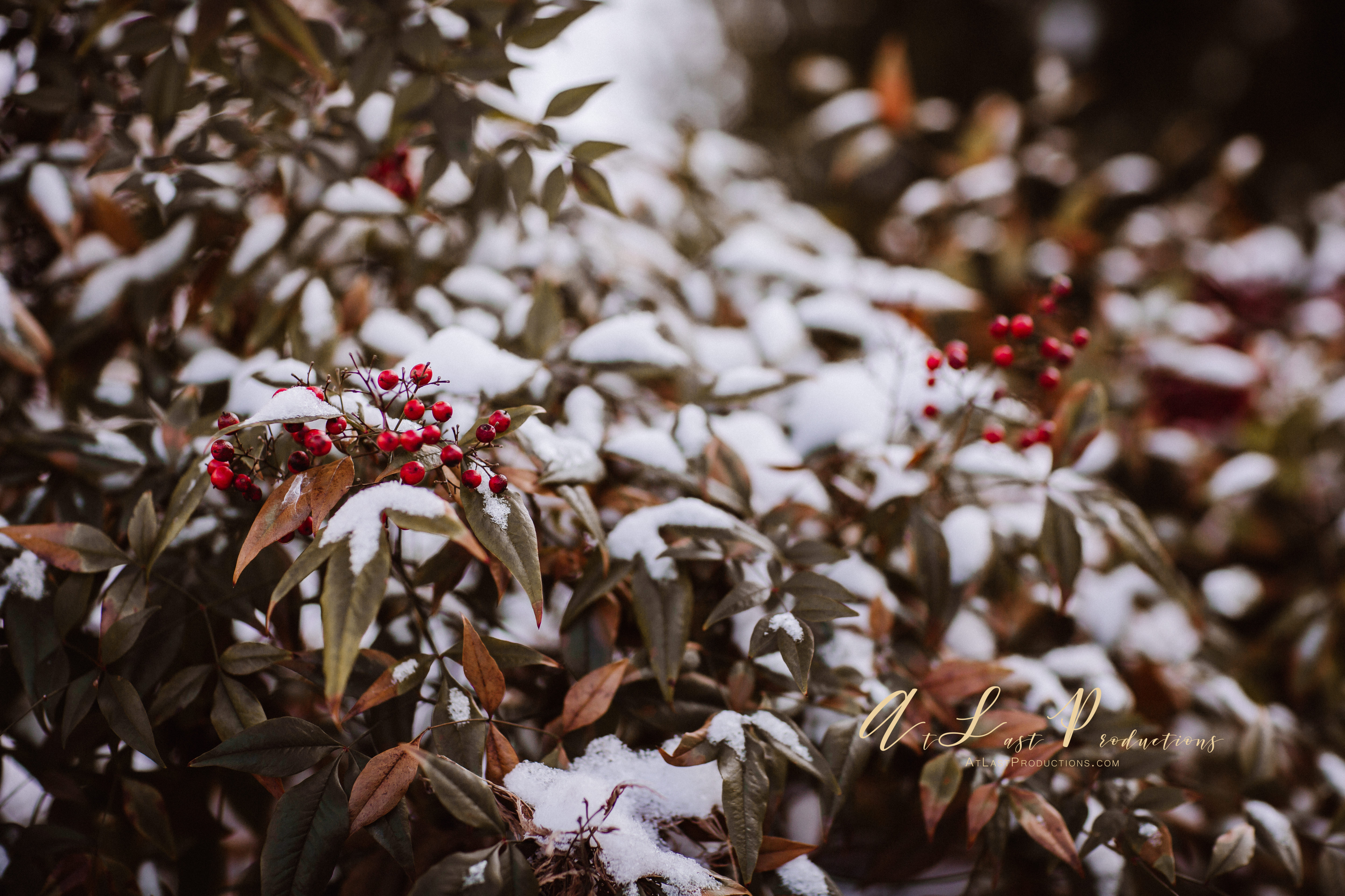 Gaylord_Resort_Nashville_TN-4